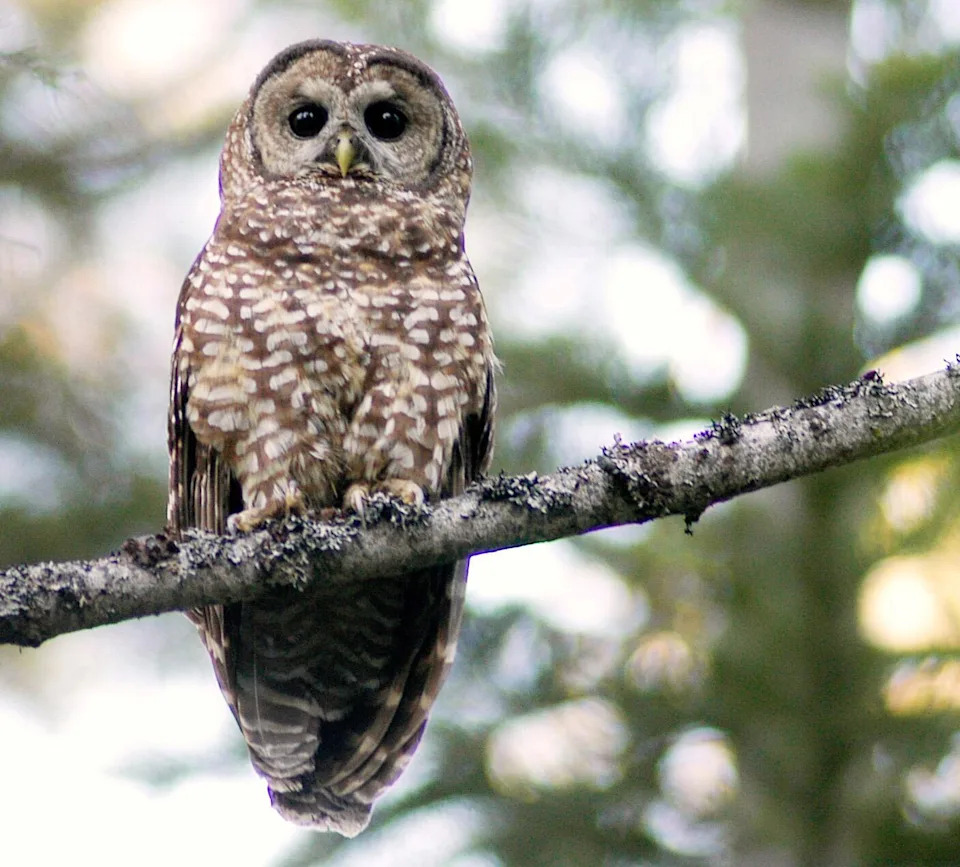 A California spotted owl is shown inside the Tahoe National Forest in California.
