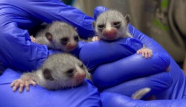 Duke Lemur Center welcomes adorable lemur triplets to Durham :: WRAL.com