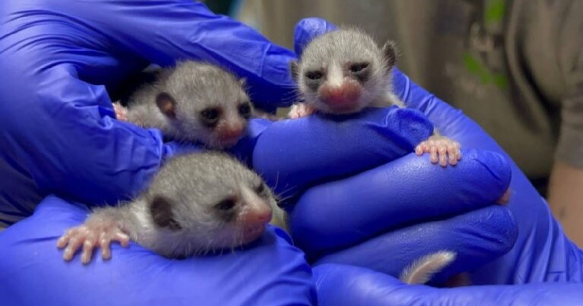 Duke Lemur Center welcomes adorable lemur triplets to Durham :: WRAL.com