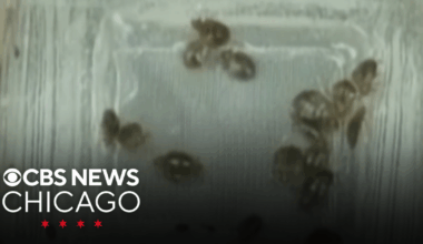 Orkin ranks Chicago No. 1 for bedbugs