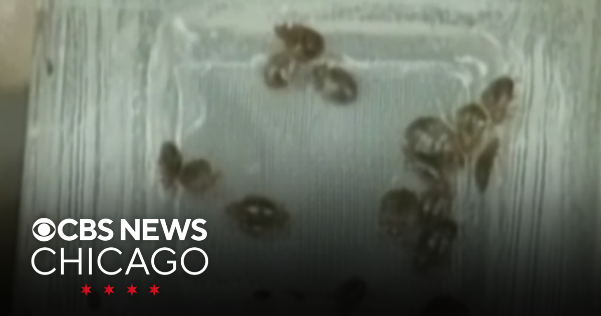 Orkin ranks Chicago No. 1 for bedbugs