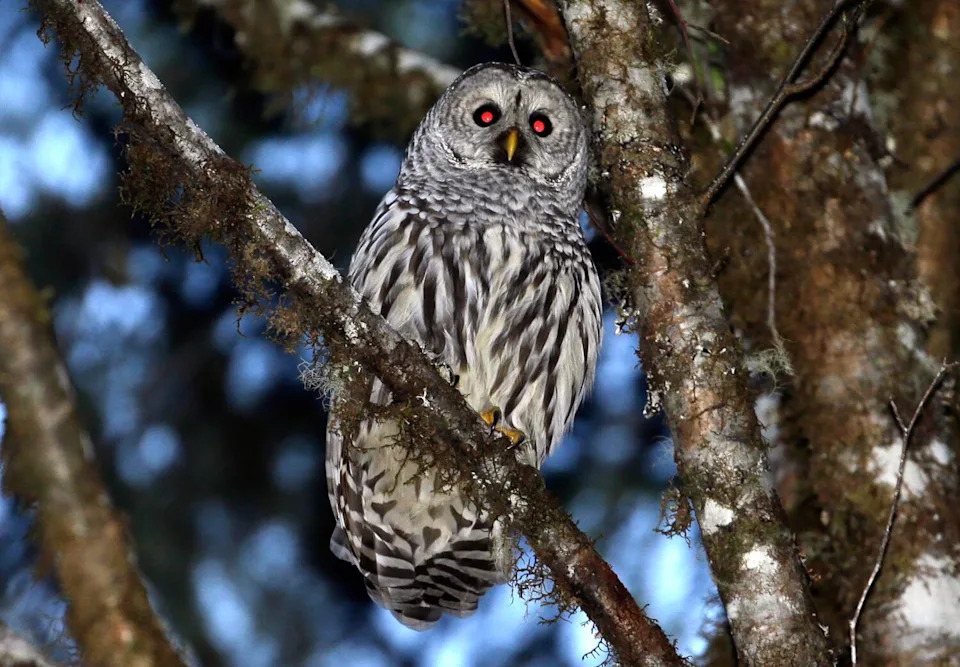 A female barred owl sits on a branch in the wooded hills, Dec. 13, 2017, outside Philomath, Ore.