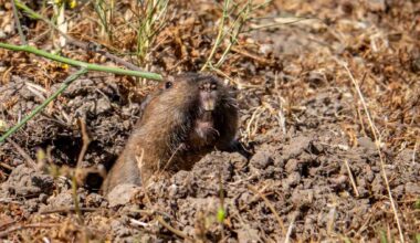 De Winton's golden mole was not extinct and reappears after 86 years thanks to environmental DNA in South Africa