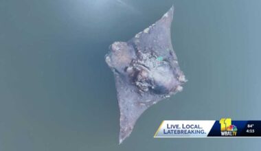 MDE investigates dead cownose stingrays washing ashore