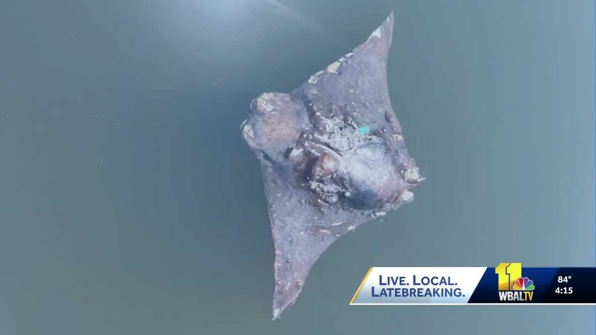 MDE investigates dead cownose stingrays washing ashore