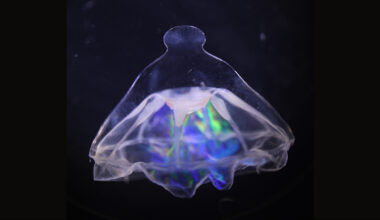 Deep-sea jellyfish distribution suggests oceanic barrier