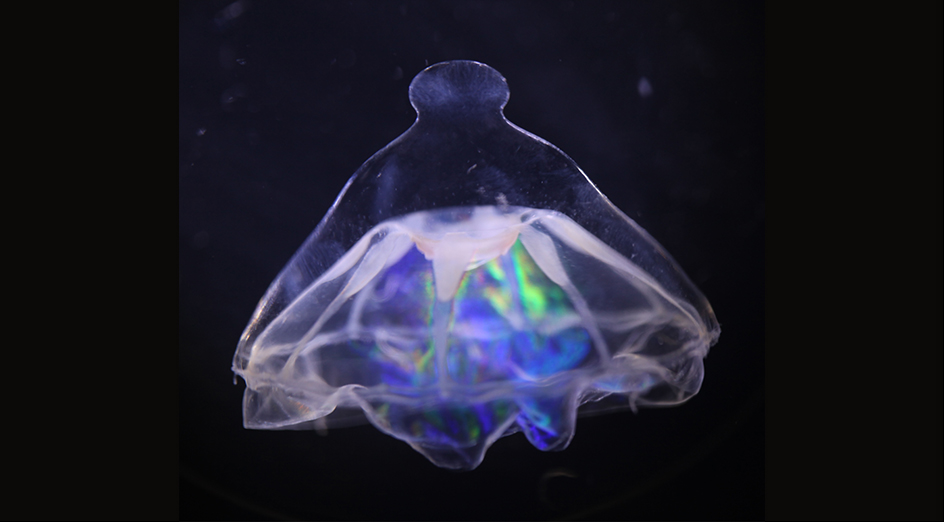 Deep-sea jellyfish distribution suggests oceanic barrier
