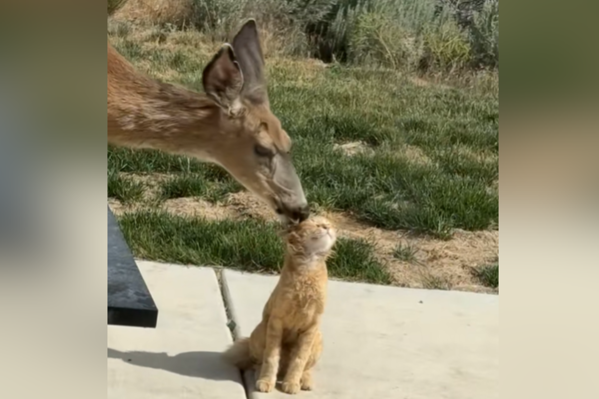 Deer
