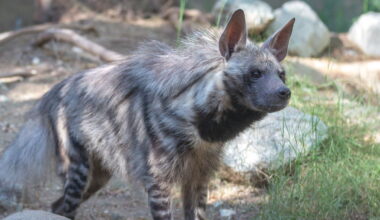 Living Desert's striped hyena, Kip, dies