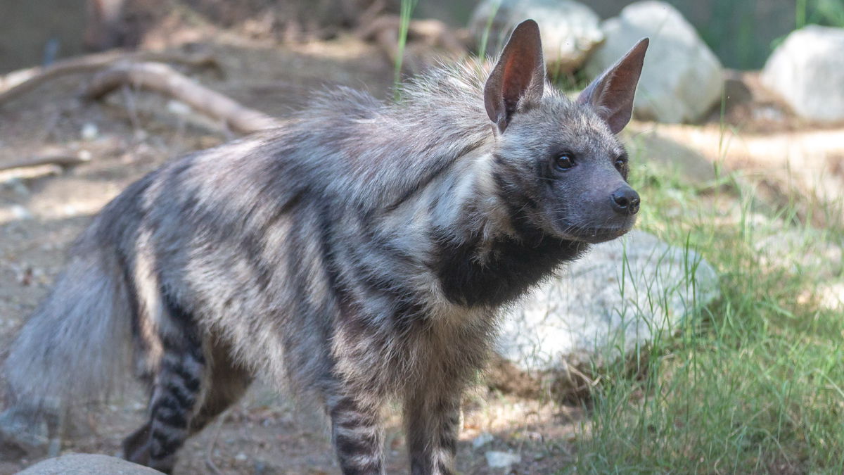 Living Desert's striped hyena, Kip, dies