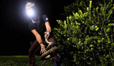 Florida Looking For Lunatics Willing To Wrangle Giant Snakes In The Everglades