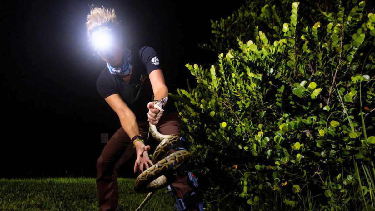 Florida Looking For Lunatics Willing To Wrangle Giant Snakes In The Everglades