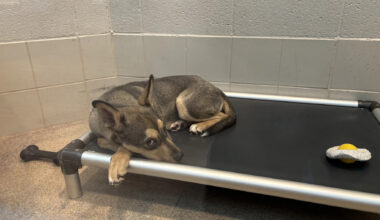 Arlington's animal shelter is overcrowded. People can help by adopting pets with fees reduced to $5