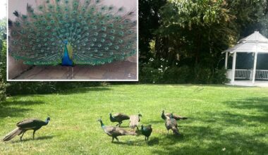 Dozens of peacocks -- worth about $2K a piece -- mysteriously vanish from historic California hotel