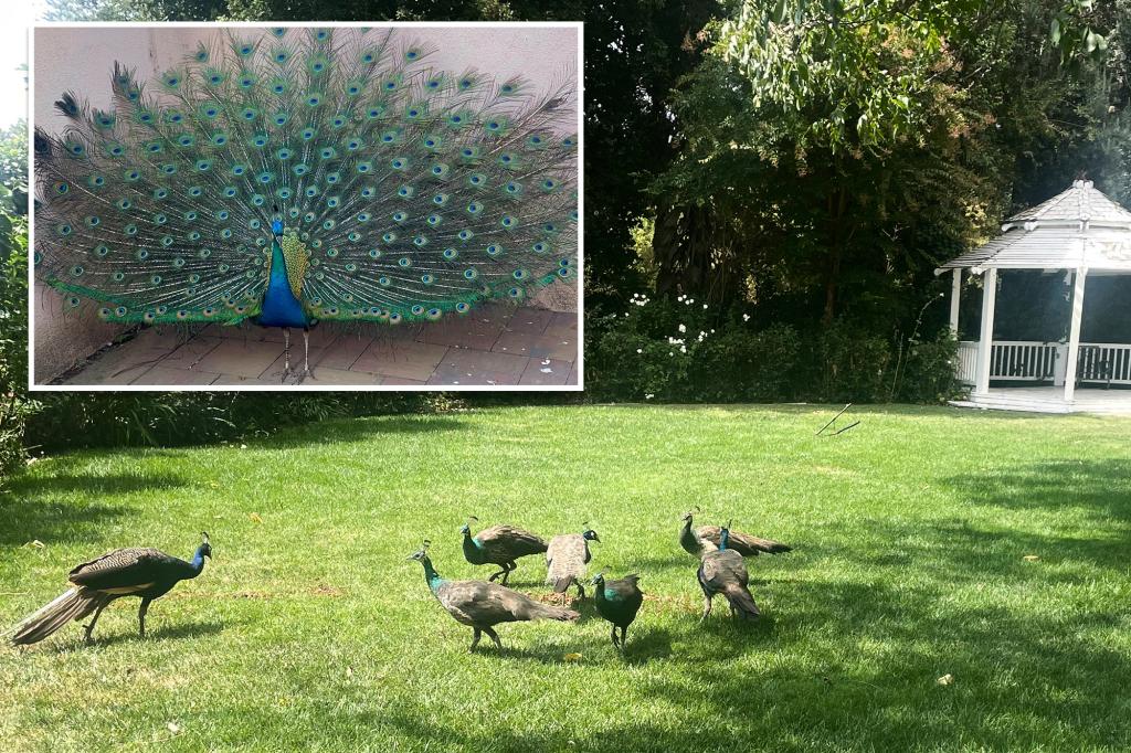 Dozens of peacocks -- worth about $2K a piece -- mysteriously vanish from historic California hotel