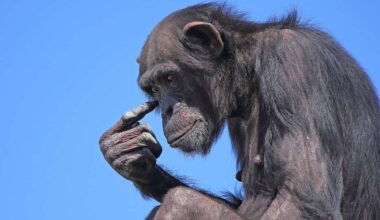 dreamy chimpanzee