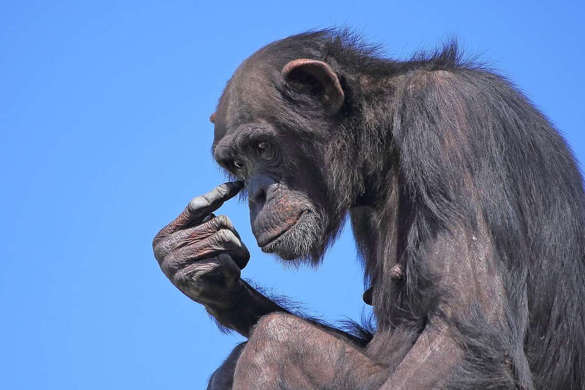 dreamy chimpanzee