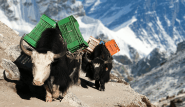 Dzo: Hybrids Of Yak And Cattle That Are Perfectly Crafted For Mountain Life