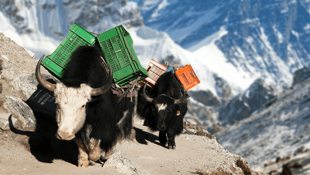 Dzo: Hybrids Of Yak And Cattle That Are Perfectly Crafted For Mountain Life