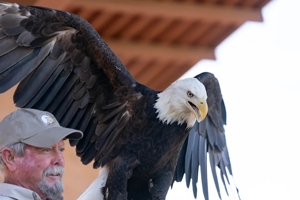 Eagle Joe holds a Bald Eagle on his arm while volunteers recite the Pledge of Allegiance at National Memorial Cemetery of Arizona in Phoenix on May 24, 2025.