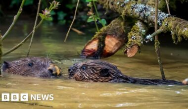 Two baby beavers born in Cornwall as part of wildlife project