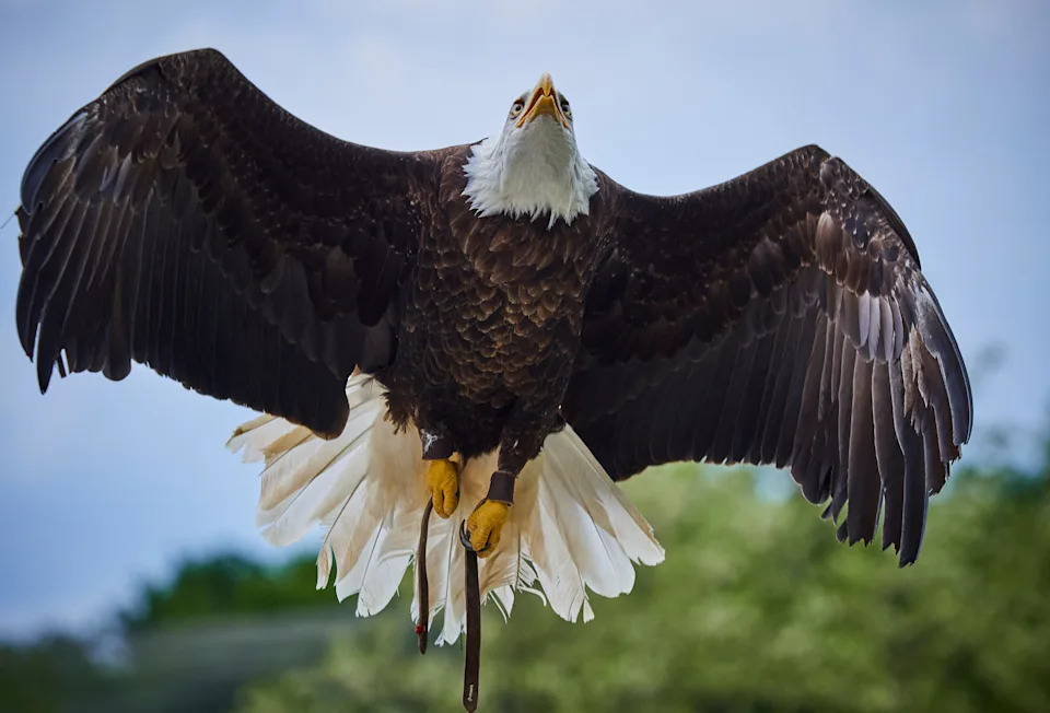 A bald eagle.