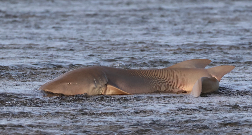 The tawny nurse shark stranded on the reef.
