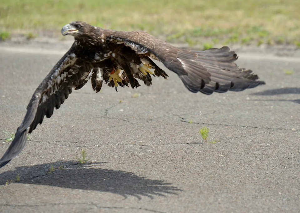 A young bald eagle takes flight after being released.