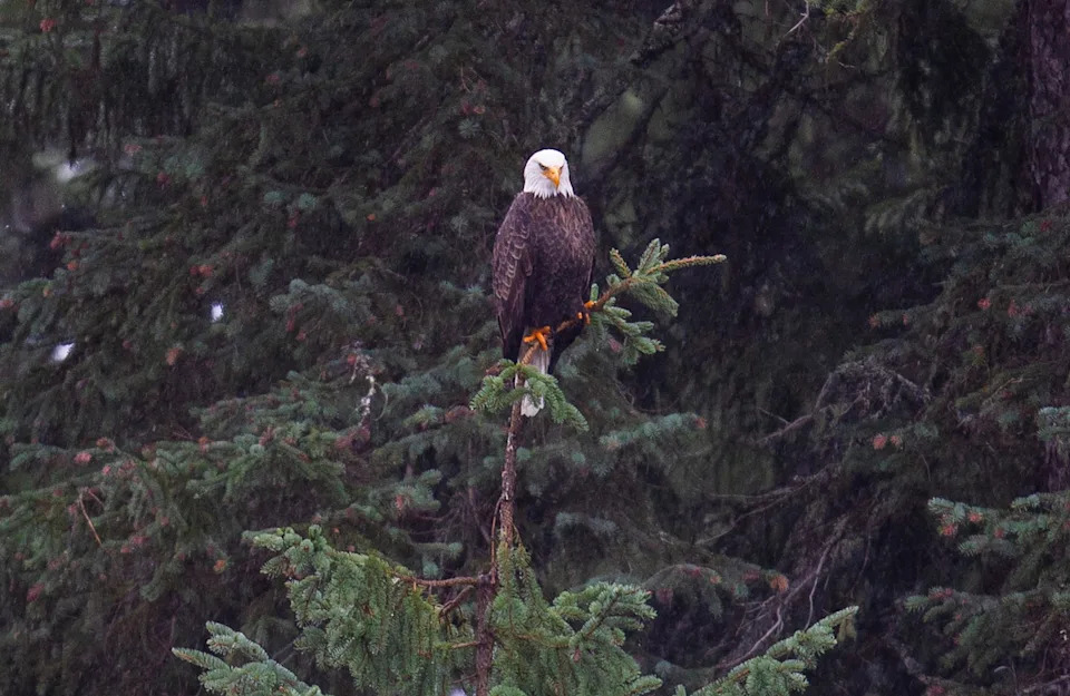 As fall turns to winter in the Pacific Northwest, a bald eagle, one of the last holdouts at Odell Lake in the Oregon Cascades east of Oakridge, sits in the forest near Trapper Creek on the lake's southern shore.
