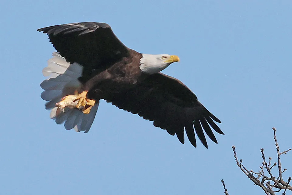 A bald eagle carries a fish.