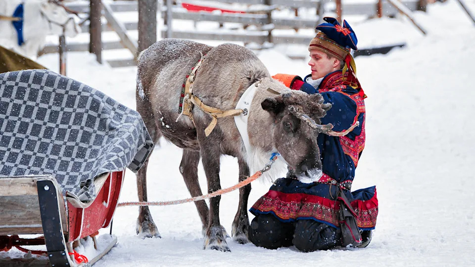  A man with light skin wears a red-and-blue traditional Saami outfit while tending to a reindeer in the snow. 