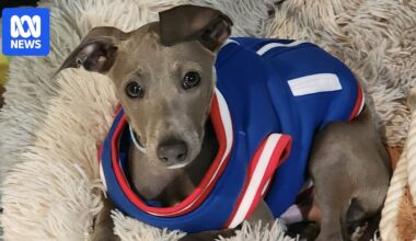 Do dogs actually need to wear jackets in winter in Australia?