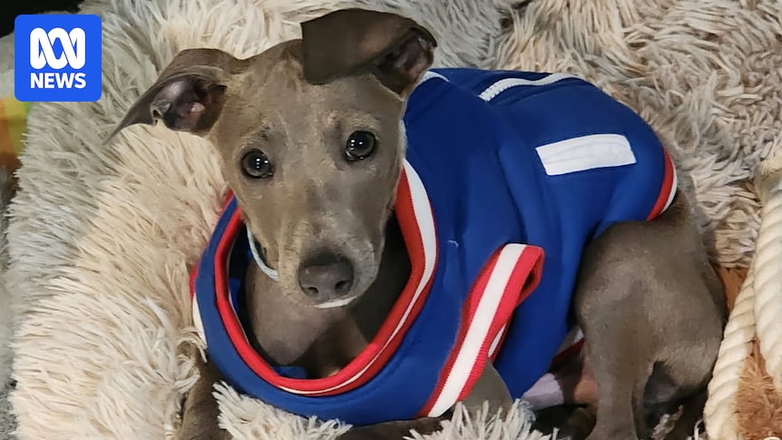 Do dogs actually need to wear jackets in winter in Australia?