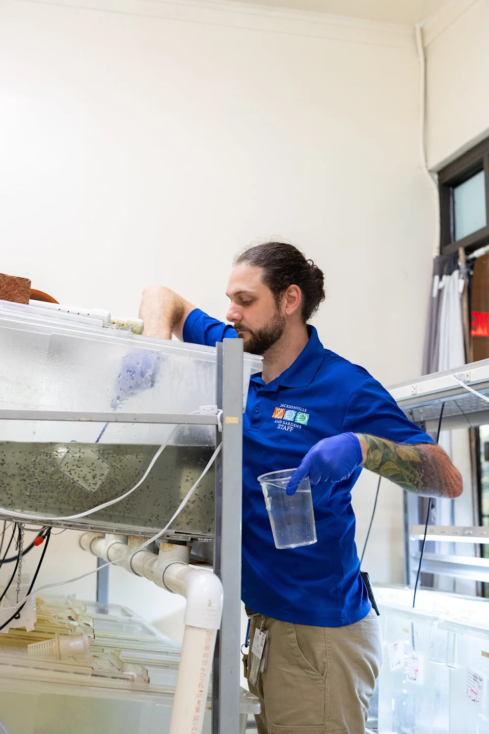 Puerto Rican crested toad tadpoles are hatched and counted at the Jacksonville Zoo and Botanical Gardens
