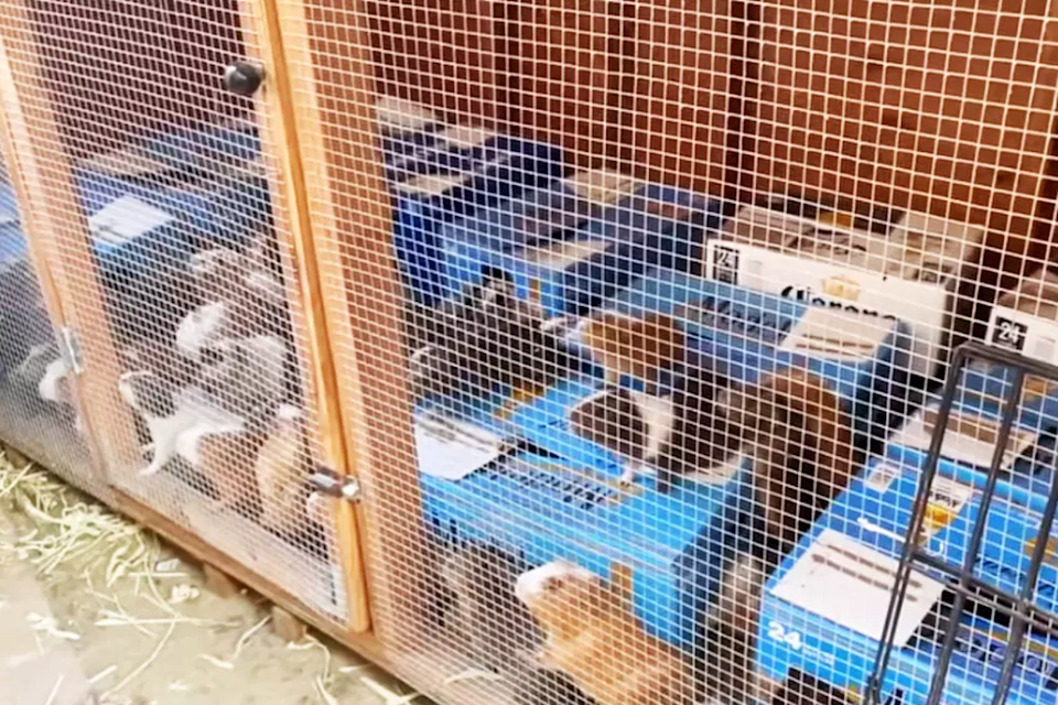 Guinea pigs rescues by the Southern California Guinea Pig Rescue. The volunteers at the organization found approximately 400 guinea pigs kept in 