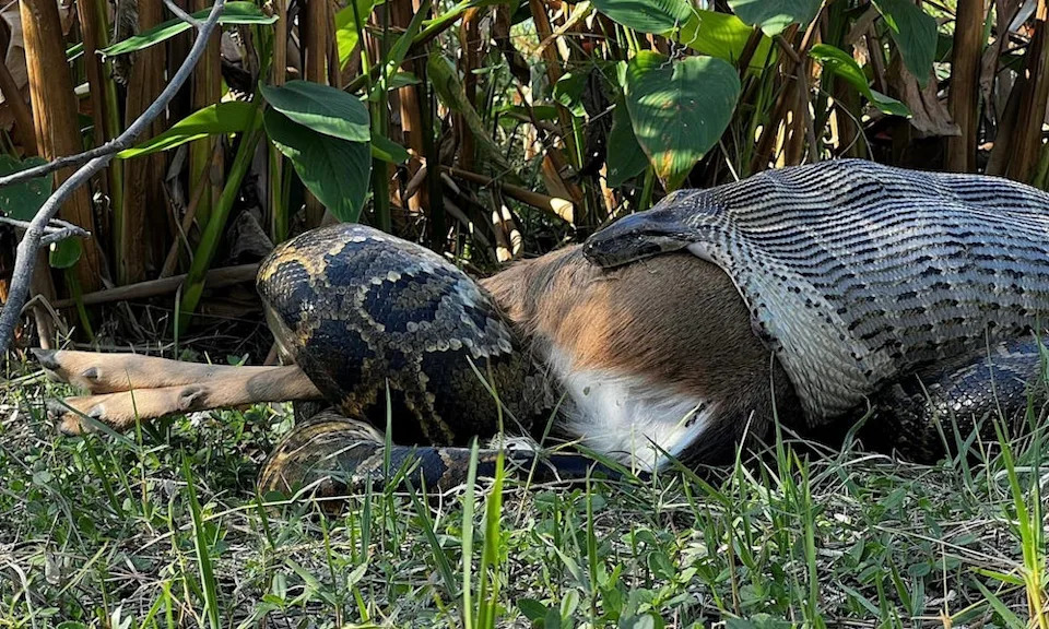 Python attempts to swallow 77-pound deer. Photo: Ian Bartoszek