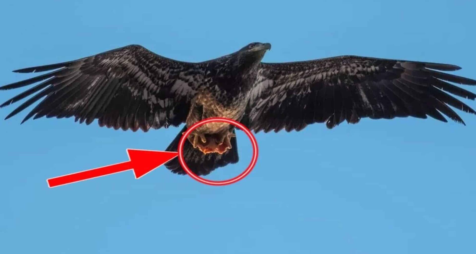 Eagle With A Slice Of A Pizza.
