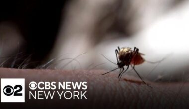 West Nile virus detected in New York City mosquitoes