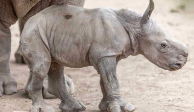 Southern White Rhino Born the Day of Ozzy Osbourne's Death Named in Honor of the Prince of Darkness