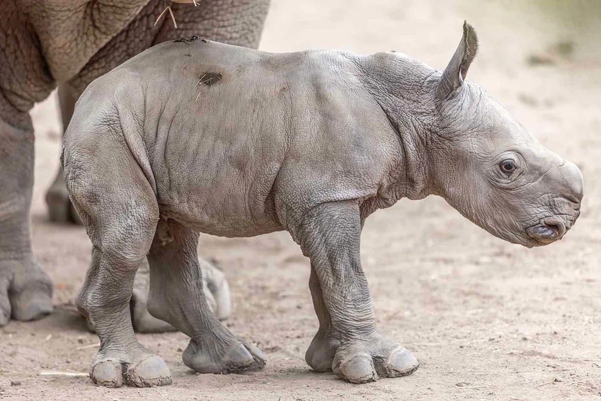 Southern White Rhino Born the Day of Ozzy Osbourne's Death Named in Honor of the Prince of Darkness