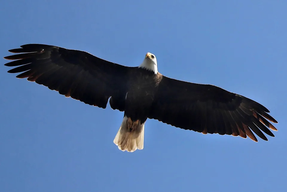 A Bald Eagle rides the thermals along the Fox River, during a stretch of warm weather on Monday, March 10, 2025 in Kaukauna, Wis.