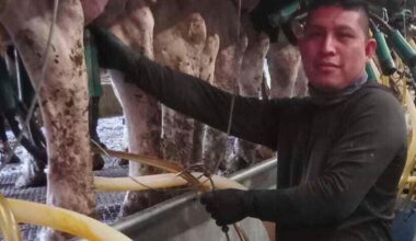 A Vermont dairy farm was raided. The mixed messages from Washington since then have increased fears