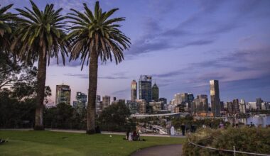 Fund launched to help residents replace trees lost to shot-hole borer