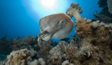 New Discovery Reveals How Electric Rays Deter Predatory Sharks By Shocking Them