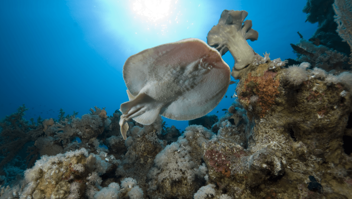 New Discovery Reveals How Electric Rays Deter Predatory Sharks By Shocking Them