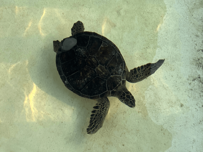 Emerald, Living Coast Discovery Center's endangered Atlantic green sea turtle, swims.