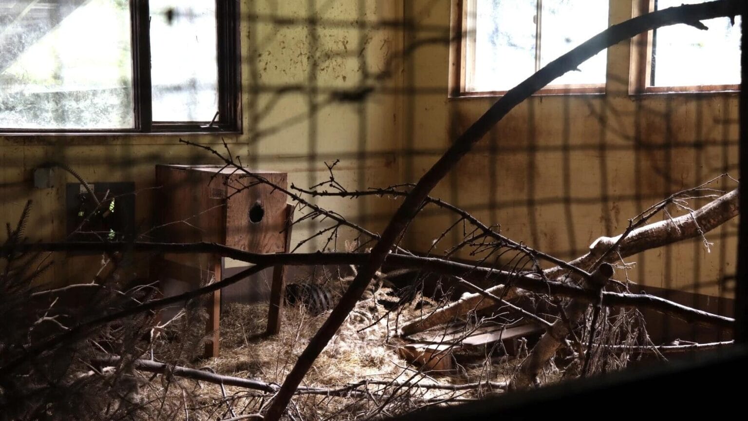 Weeks after raid, Haines wildlife center's owner urges state to retrieve animals that were left there
