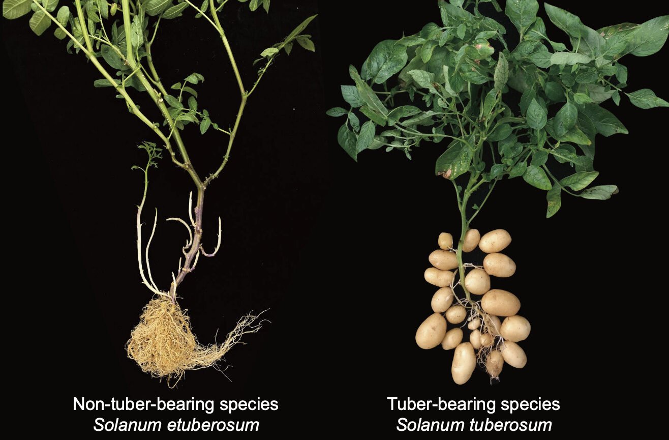Etuberosum Tuber Bearing Potato Comparison