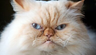 Kidney Transplant Patient Got Incredibly Rare Infection from Her Cat