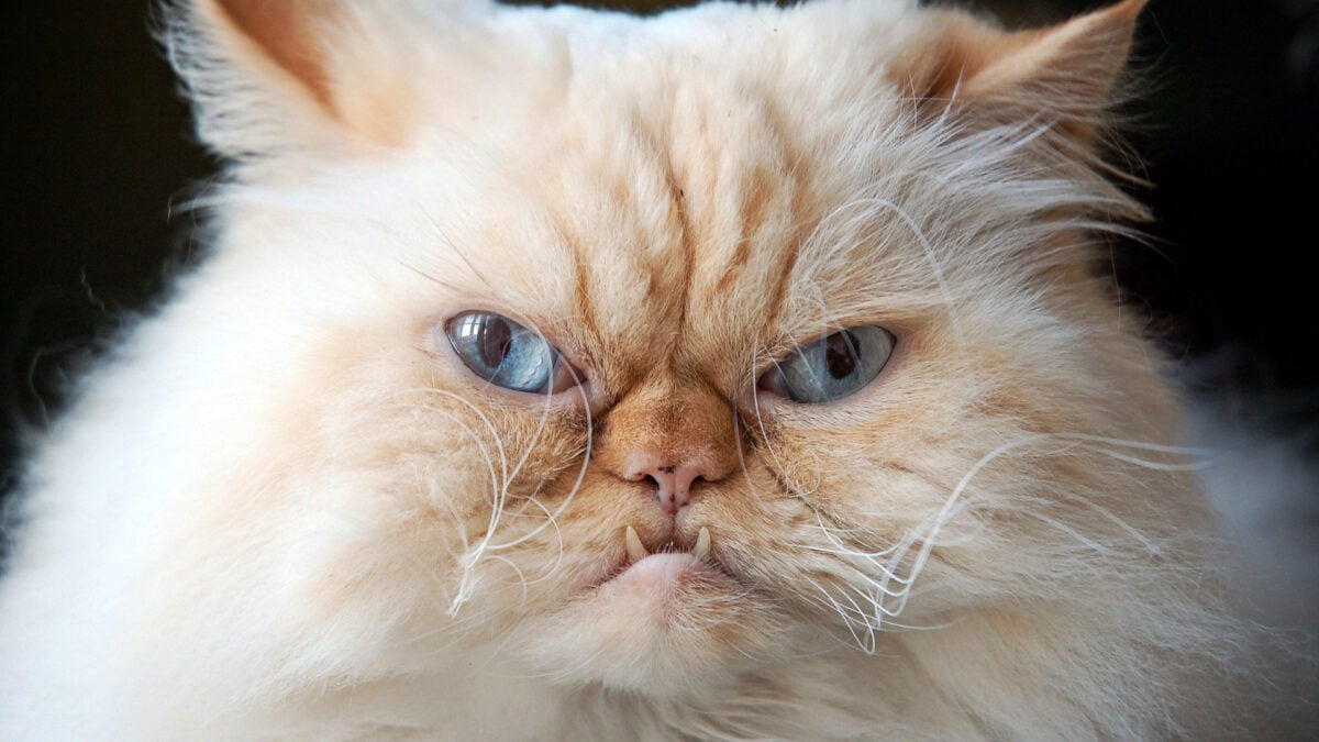 Kidney Transplant Patient Got Incredibly Rare Infection from Her Cat
